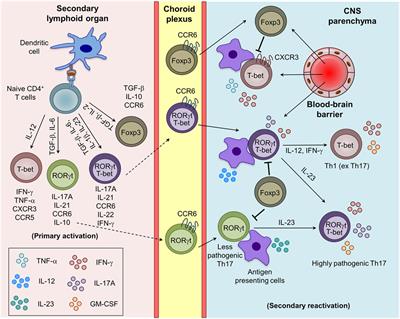 Frontiers | Differentiation And Transmigration Of CD4 T Cells In ...